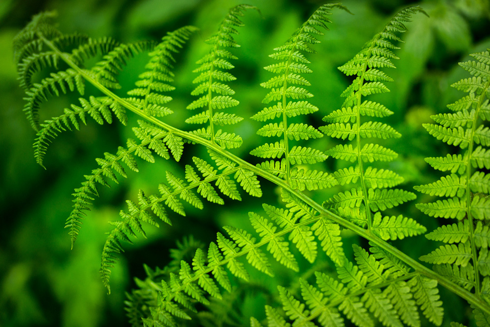 Pacific northwest samsungnx30 mirrorless