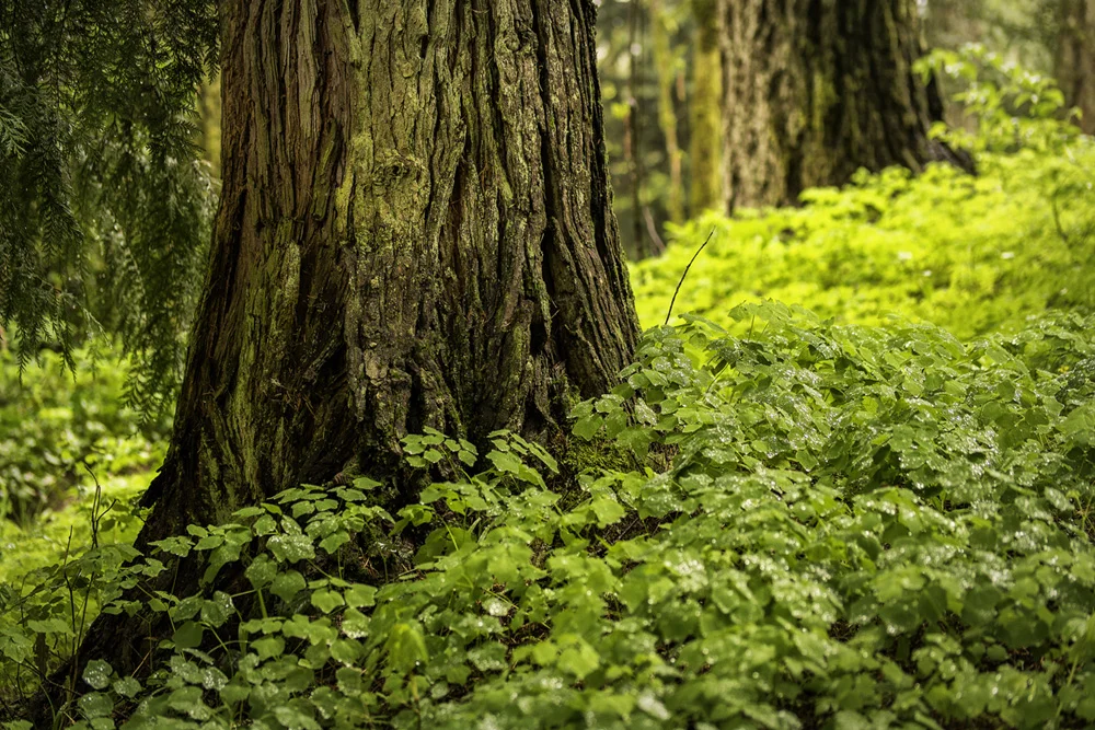 Pacific northwest samsungnx30 mirrorless