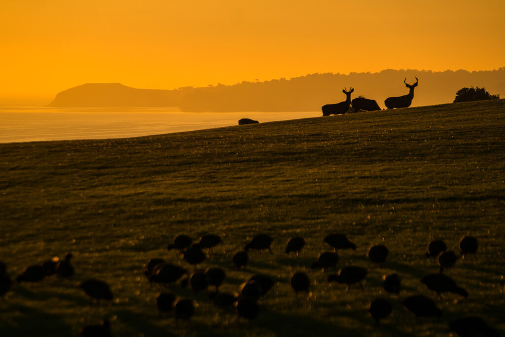 Wildlife Wide PCH — Travel & nature photography by Wasim Muklashy